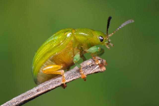 Green Strip Leaf Beetle - Calomela pallida