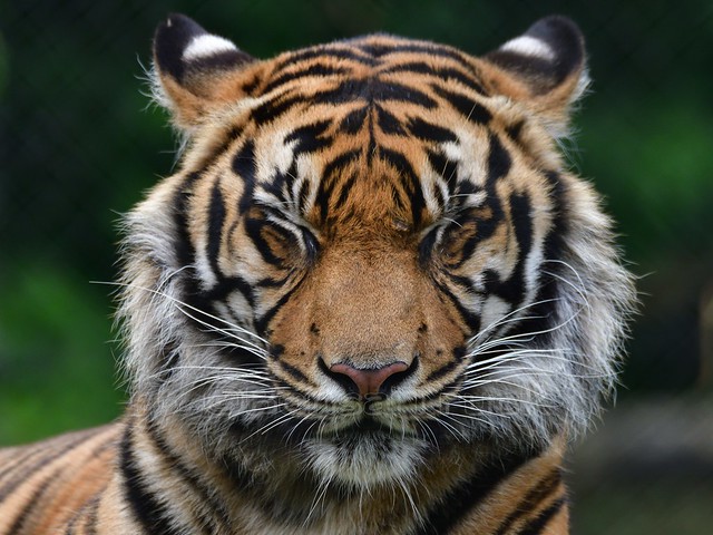 D - Sumatra Tiger im Naturzoo Rheine
