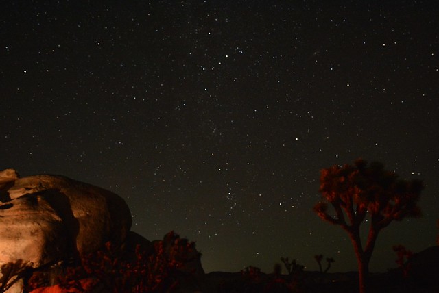Night sky in Joshua Tree National Park