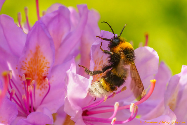 Garden Bumblebee ( Bombus Hortorum )