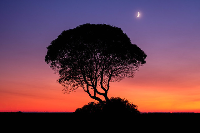 The Waitangi Tree