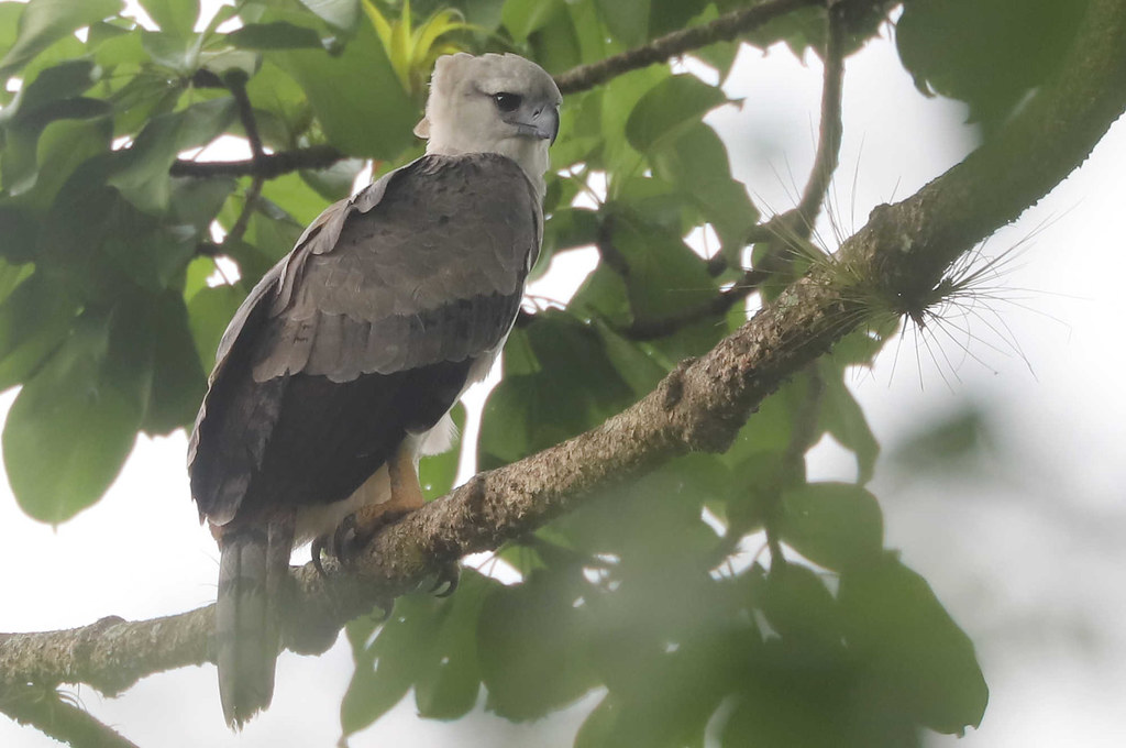 Harpy Eagle - Harpia harpyja - Darien,, Panama - June 16, 2021