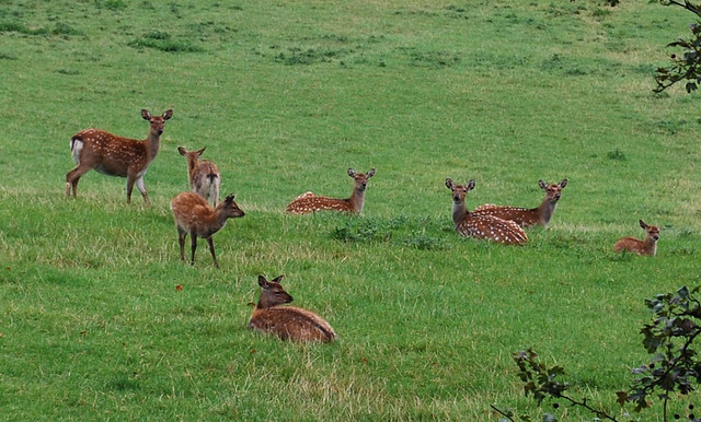 Deer in Stainland