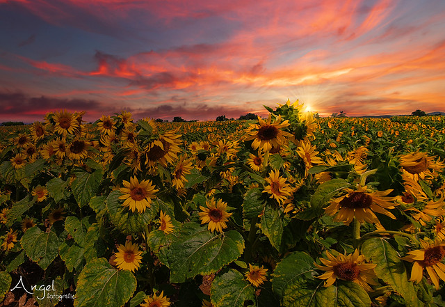 the famous sunflowers of  Provence at sunset