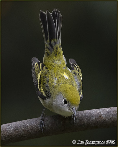 Chestnut-sided Warbler | by pandatub