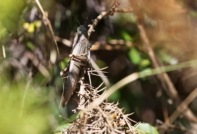 Ægyptisk Markgræshoppe (Egyptian Grasshopper / Anacridium aegyptium)