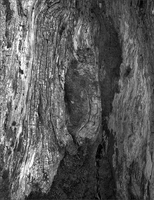 arbre-Kastelberg-detail-2