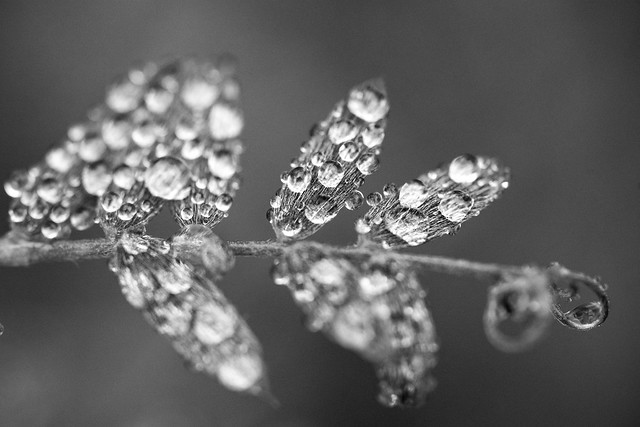 Water droplets on hairy leaves.