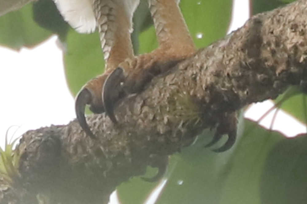 Harpy Eagle - Harpia harpyja - Darien,, Panama - June 16, 2021