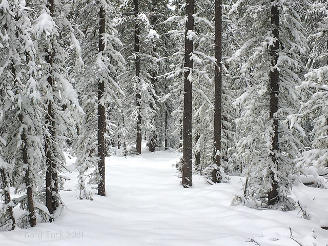 Walk in the Snowy Woods
