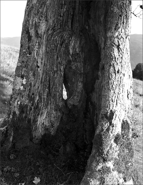 arbre au Kastelberg - detail - massif des Vosges