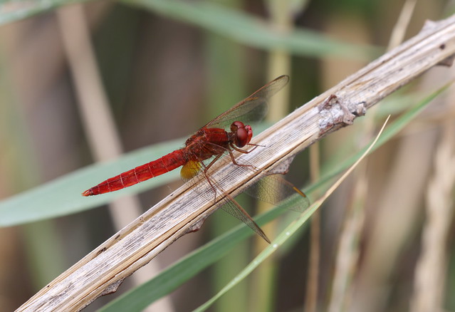 Flammelibel (Scarlet dragonfly / Crocothemis erythraea)