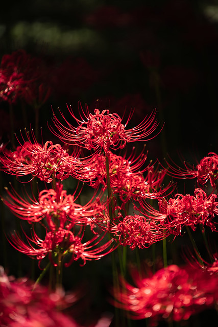 Lycoris radiata (Red spider lily)