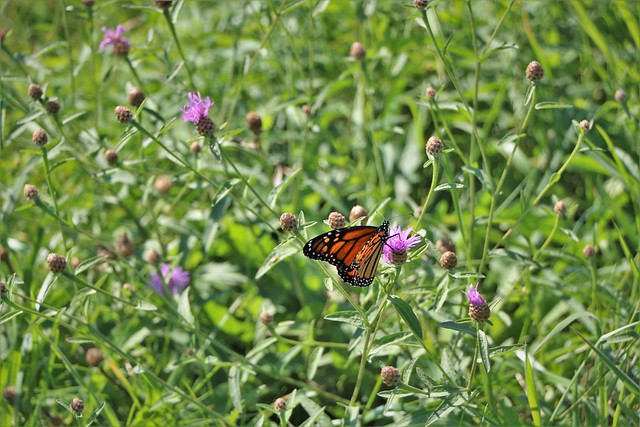 Monarch Butterfly at Allens Pond Salt Marsh – Dartmouth and Westport, Massachusetts