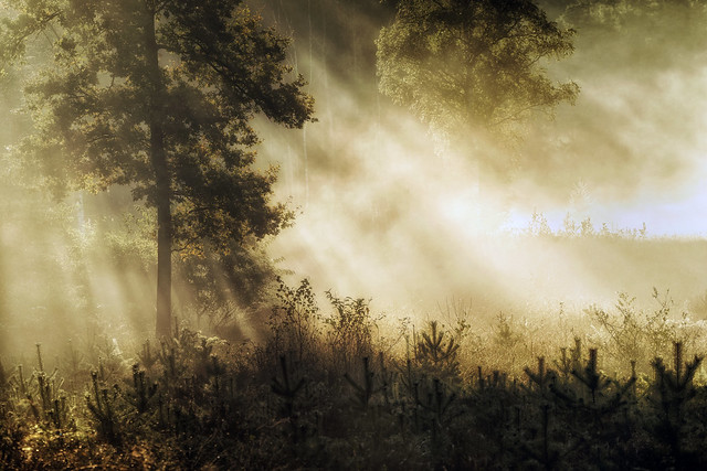 Morning Mist and Morning Sun
