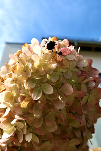 Insect | by Aperture111-Thanks for over 14 Million views