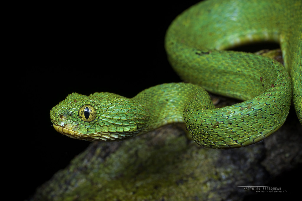 Atheris chlorechis from Mt. Nimba (Photo: C. Brede).