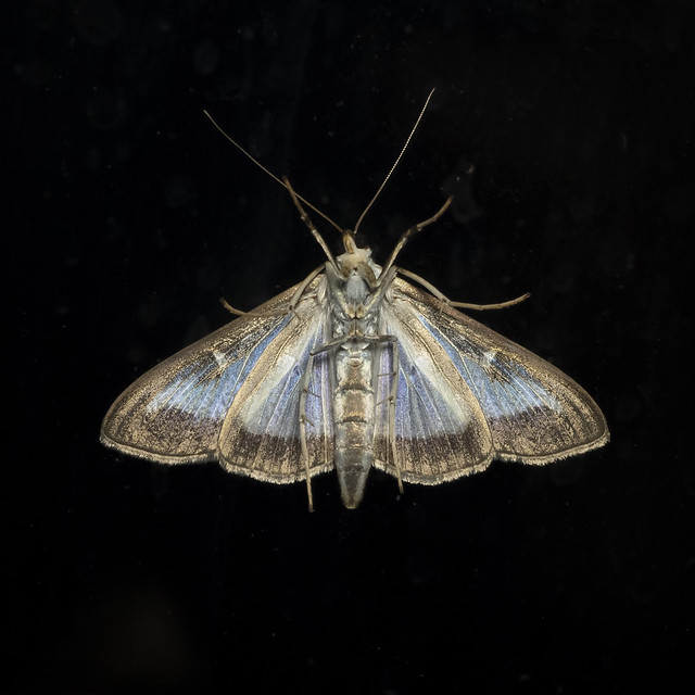 Box Tree Moth