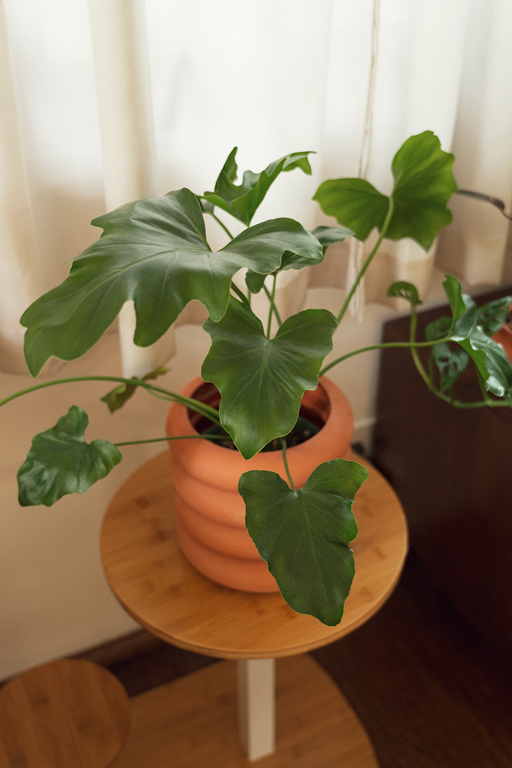 09-philodendron-littlehope-houseplants-planttour