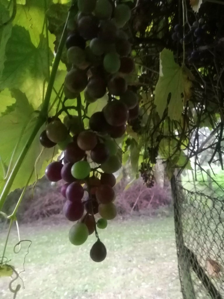 Langsam werden meine 🍇 Weintrauben im Garten bunt und es regnet schon wieder +15 ° Grad Celsius