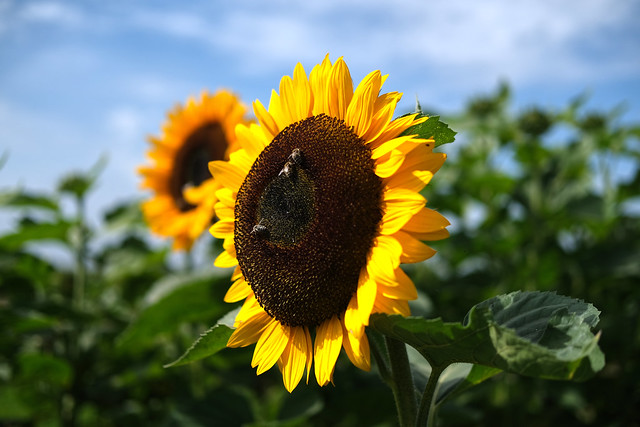 sunflowers with bees