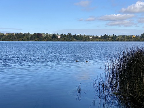 Ducks cruising on Green Lake