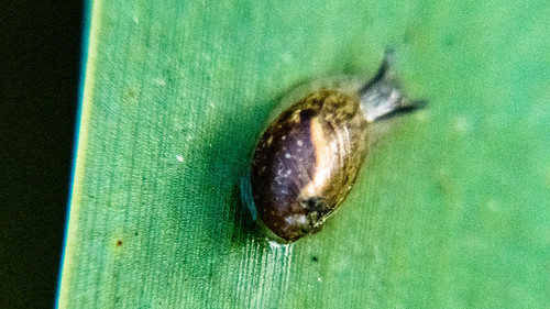 Ambersnail on bulrush leaf