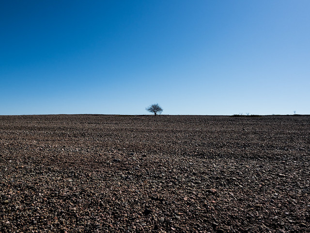 The Lonely Tree of Jurmo