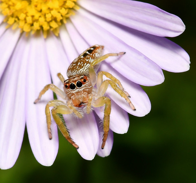 Springtime jumping spider