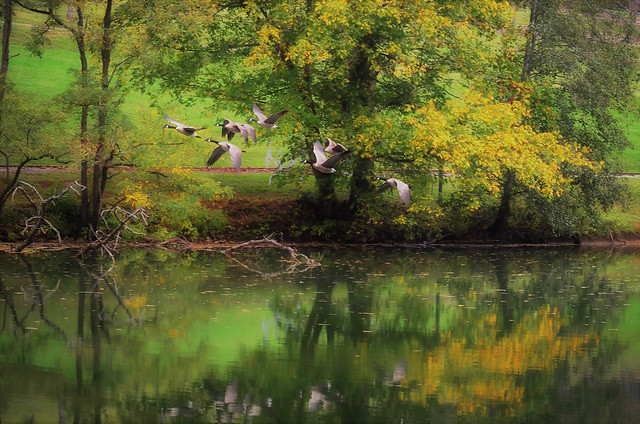 Park Geese in Autumn