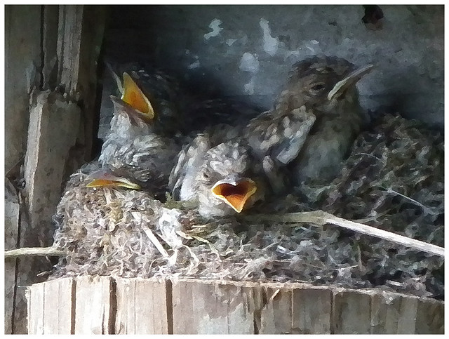 Flycatchers' Nest