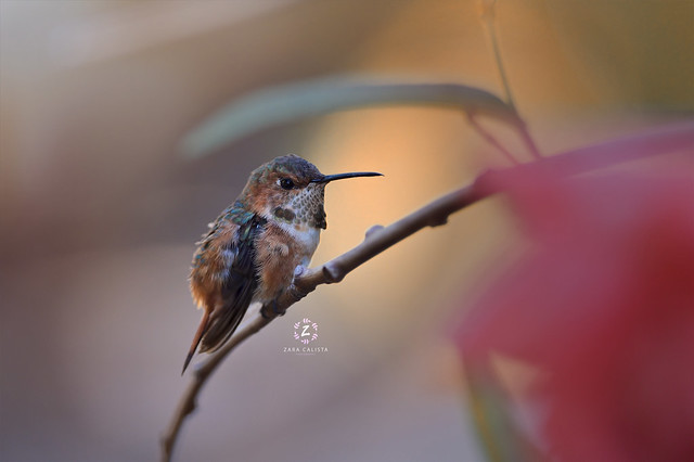 Rufous Hummingbird ( Immature)