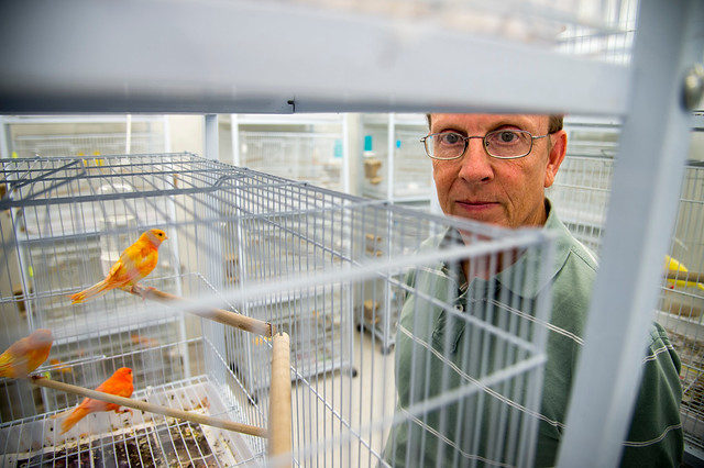 Geoffrey Hill in his bird lab