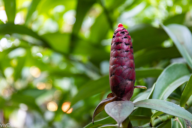 On a sunny winter morning, pretty Indian head ginger flower cone stands out.  From the red cone, lovely red-orange flowers emerge one at a time.