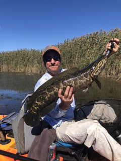 Photo of a man on a kayak holding a large snakehead fish