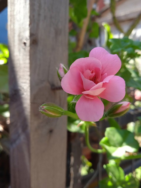 Flor rosa .....maravillosa