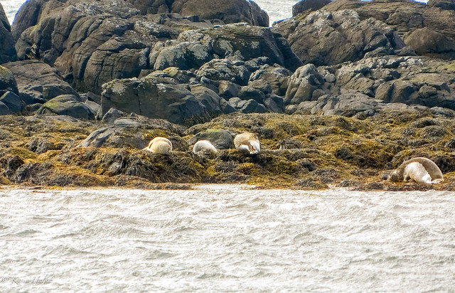 Illugastaðir and seal colony-6285