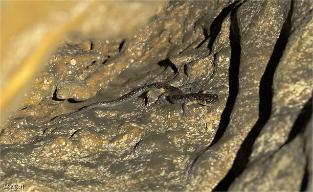 Dixie Caverns Salamander (Plethodon dixi)