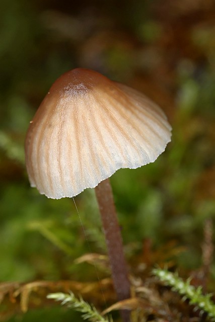 Tiny  Mushroom 2