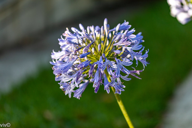On a sunny summer morning, pretty Agapanthus blooms at our garden. They have funnel-shaped or tubular flowers, in hues of blue to purple, shading to white.