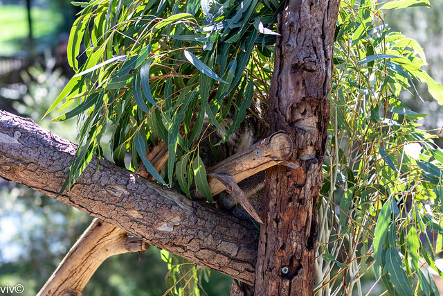 On a sunny hot autumn afternoon, well camouflaged cute Koala bear stays out of the sun. It's awake though - you can see it's eye through the gum tree foliage! Koalas have few natural predators and parasites, but are threatened by various pathogens