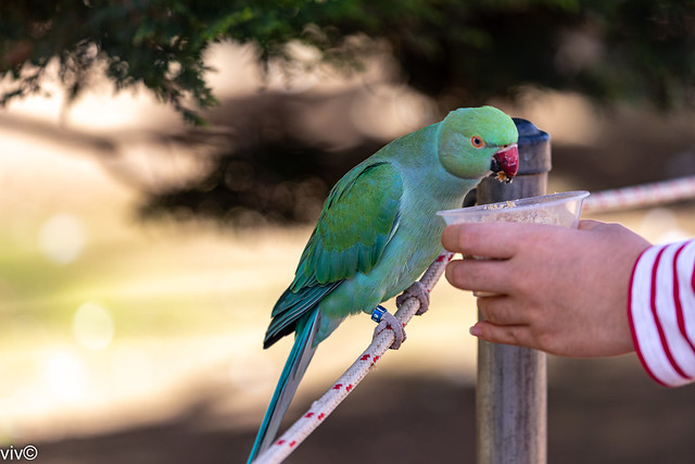 On a hot autumn afternoon, cool Parakeet enjoys being fed. Parakeets comprise about 115 species of birds that are seed-eating parrots of small size, slender build, and long, tapering tails.