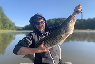 Photo of man at a lake holding a large striped bass