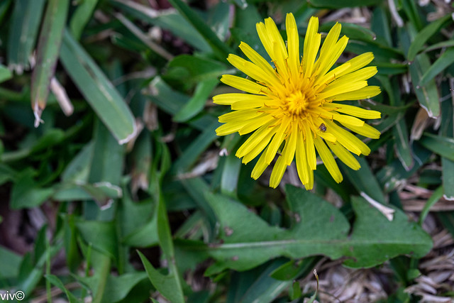 On a sunny winter afternoon, beautiful Dandelion flower in full bloom with client at our garden. Many Dandelion species produce seeds asexually by apomixis, where the seeds are produced without pollination.