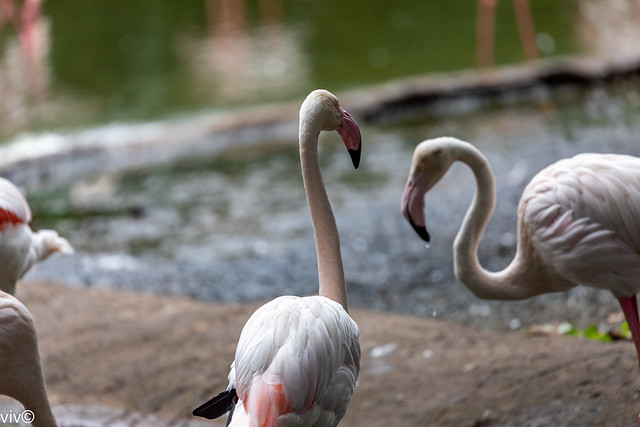 On a hot tropical afternoon, adult Greater Flamingos in contemplation on dry land. The greater flamingo is the largest living species of flamingo