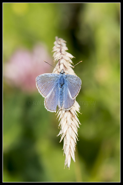 IMG_0001 Common Blue Butterfly
