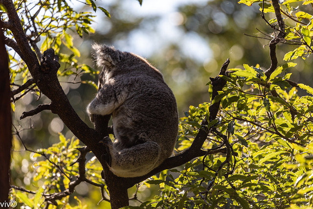 On a sunny autumn morning, adult Koala bear takes a nap. They are asocial animals, and bonding exists only between mothers and dependent offspring.