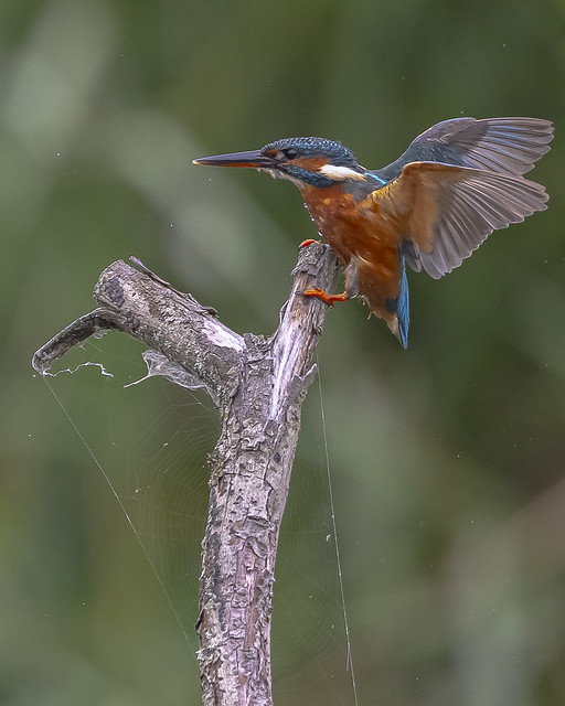 EXPLORED! The cheating kingfisher using a rod and net