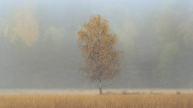 The lone birch