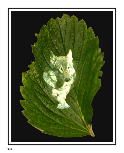 Wolf  Leaf merge